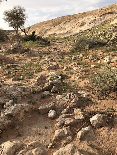 rocky desert path