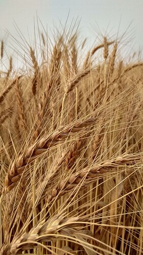 ripe wheat stalks