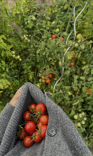 late garden tomatoes