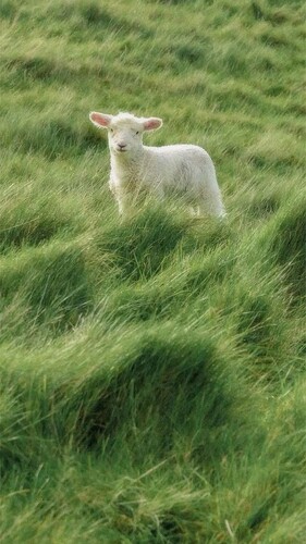lamb in grass