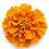 Marigold